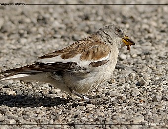 Animali 099
